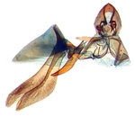 Male genitalia; Carteret County; J.B. Sullivan.