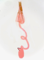 Female genitalia; Richmond County; Jim Petranka.