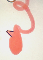Female genitalia; Richmond County; Jim Petranka.