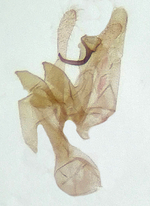 Male genitalia; Richmond County; Jim Petranka.