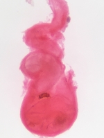 Female genitalia; Madison County; Jim Petranka. 