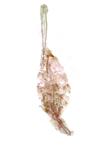 Female genitalia; Madison County; Jim Petranka.