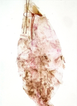 Female genitalia; Madison County; Jim Petranka.