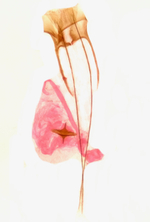 Female genitalia; Madison County; Jim Petranka.