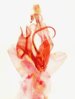 Male genitalia; Orange County; Jim Petranka.