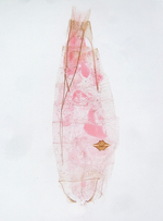 Female genitalia; Watauga County; Jim Petranka.