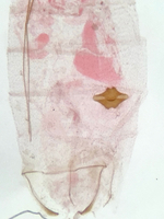 Female signum; Watauga County; Jim Petranka.