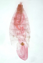 Female genitalia; Watauga County; Jim Petranka.