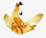 Male genitalia; Madison County; Jim Petranka.