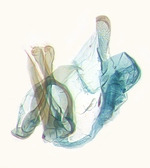 Male genitalia; North Carolina; J.B. Sullivan.