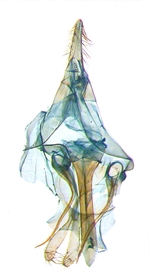 Male genitalia; North Carolina; J.B. Sullivan.
