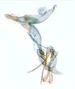 Male genitalia; North Carolina; J.B. Sullivan.