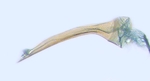Aedeagus; North Carolina; J.B. Sullivan.