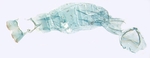 Male pelt; North Carolina; J.B. Sullivan.