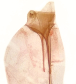 Female genitalia; Orange County; Jim Petranka.