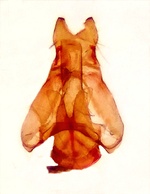 Male genitalia; Orange County; Jim Petranka. 