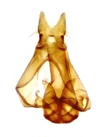 Male genitalia; Orange County; Jim Petranka. 