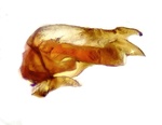 Male genitalia (lateral view); Orange County; Jim Petranka. 