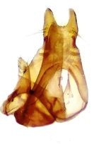 Male genitalia; Orange County; Jim Petranka. 