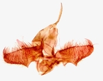 Male genitalia; Richmond County; Jim Petranka.