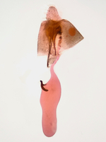 Female genitalia; Richmond County; Jim Petranka.