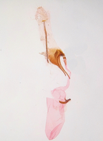 Female genitalia; Richmond County; Jim Petranka.