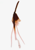 Female genitalia; Wilson County; Jim Petranka.