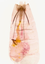 Female genitalia; Orange County; Jim Petranka.