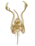 Male genitalia; Henderson County; Jim Petranka.