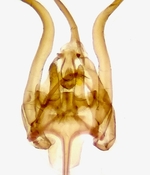 Male genitalia; Henderson County; Jim Petranka.