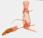 Male genitalia; Richmond County; Jim Petranka.