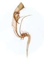 Male genitalia; Richmond County; Jim Petranka.