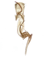 Male genitalia; Richmond County; Jim Petranka.