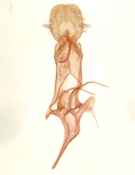Male genitalia; Orange County; Jim Petranka.