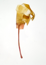 Aedeagus; Orange County; Jim Petranka.