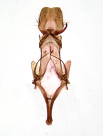 Male genitalia; Orange County; Jim Petranka.