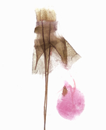 Female genitalia; Richmond County; Jim Petranka.