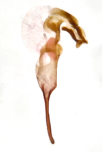 Aedeagus; Madison County; Jim Petranka.