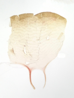 Tergite; Madison County; Jim Petranka.