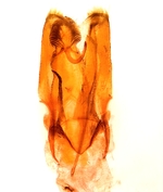 Male genitalia; Orange County; Jim Petranka. 