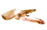 Male genitalia; Madison County; Jim Petranka. 
