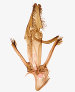 Female genitalia; Madison County; Jim Petranka. 