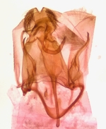 Male genitalia (intact in abdomen); Henderson County; Jim Petranka.