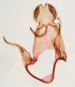 Male genitalia; Henderson County; Jim Petranka.