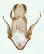 Male genitalia; Henderson County; Jim Petranka.