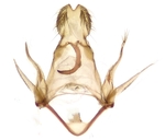 Male genitalia; Orange County; Jim Petranka.