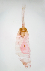 Female genitalia; Madison County; Jim Petranka.