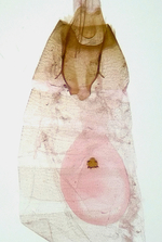 Female genitalia; Madison County; Jim Petranka.