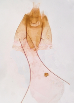 Female genitalia; Madison County; Jim Petranka.