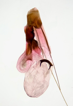 Female genitalia; Madison County; Jim Petranka. 